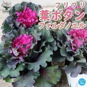 yzt{^t@_mG ( _˃WFk ) ԕc 3.5|bgc n{^̕c tO t{^ t{^̕c Y  K[fjO  [