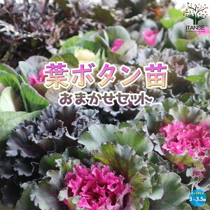 y}\N[|zzzČIȍŐVt{^c܂Zbg ԕc 9`12cm|bgc tO tOc n{^c n{^ t{^ A\[g Aui lCi ƒ؉ 