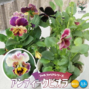 yzAeB[NrI t@t@AV[Y F~bNX ԕc 3O|bgc BI | t@t@A AeB[NJ[ AeB[NBI pW[ 