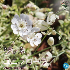 【マラソン中★ポイントUP】シレネ・ユニフローラ【花苗 7.5cmポット苗】Sea Campion 花苗 花の苗 家庭菜園 ガーデニング プランター ガーデン 鉢植え 寄植え