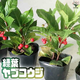 【SS★P5倍】ヤブコウジ緑葉 正月飾り 花苗3号 ヤブコウジ 十両 縁起木 縁起物 庭木 植木 花木 正月 観賞用 観賞価値 盆栽 ぼんさい ボンサイ 送料無料 即納