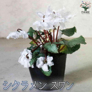 yzVN X ԕc 3.5|bgc VN JKroi t[ TN\E VN JԊ K[fVN N Cyclamen persicum  [