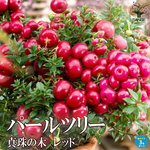 yzp[c[ ( ^̖ ) bh  Ԗ 3|bgc fRx[ yl`A yleBA xlb`A nbs[x[ K[fjO  [