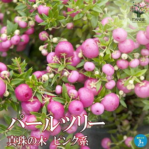 yzp[c[ ( ^̖ ) sNn  Ԗ 3|bgc fRx[ yl`A yleBA xlb`A nbs[x[ K[fjO  [