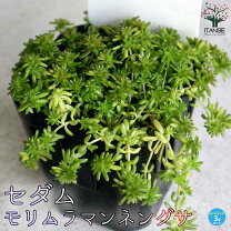 楽天市場】セダム 覆輪万年草の通販