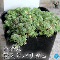 楽天市場】パリダム 多肉植物の通販