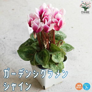 �y���������z�K�[�f���V�N������ �V���C�� �FMIX�Z�b�g �ԕc 3���|�b�g�c �V�N������ �J�K���r�o�i �t�����[ �T�N���\�E�� �V�N�������� �J�Ԋ� �K�[�f���V�N������ ���N�� Cyclamen persicum ��