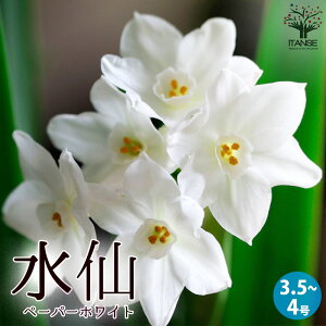 yzy[p[zCg ԕc oc 3.5`4|bg XCZ qKoi v[g 񂹐A K[fjO  [