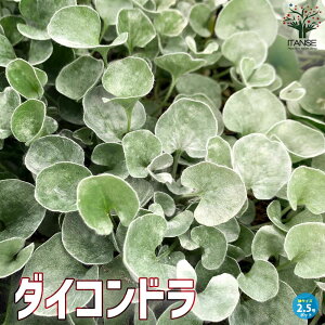 yz_CRh AQeA Vo[tH[Y ԕc J[[t OhJo[c2.5O|bg AICSP _CRh ~NT fBRh N h |