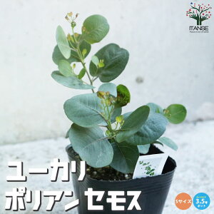 yz[J|AZX  3.5|bg STCYc [J [J̕c [J̕c Oj[ Oj[J Oj[[J   [