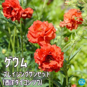 yzQEuCWOTZbg ԕc ԕc3.5 uCWOTZbg m_CR\E h |i J[[t c Ԗ  A  [