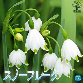 【送料無料】スノーフレーク 花苗 球根芽出し苗3.5号ポット苗 鈴蘭水仙 スズランスイセン 大待雪草 オオマツユキソウ ガーデニング 送料無料 即納