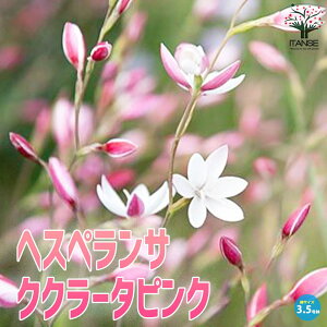 �ySS���ԁ�P5�{�z�w�X�y�����T �N�N���[�^�s���N �ԕc ������o���c3.5���|�b�g�c Hesperantha 'Cucullata Pink' �K�[�f�j���O �t�����[�K�[�f�� �������� ���[