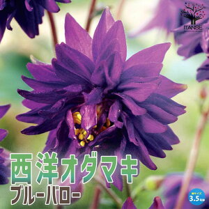 yzI_}Lu[o[ ԕc 3.5 o[ Aquilegia vulgaris h mI_}L ALMA ALWA ANCMA ԕc  [