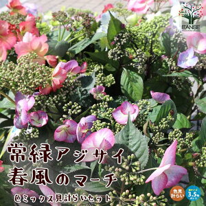 yz΃AWTC t̃}[`F~bNXv炢 ( ԌnAnAnA֌nA֌n̒1 ) ԕc 5 c ̕c AWTCc AWTC̕c zԕc z