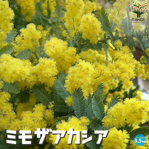 yz~UAJVA ( MEAJVA )  3.5|bgc AJVA ~U flower giJC̊p NX}X ␫  t[AWg Ԃ̂炵 t[o^C