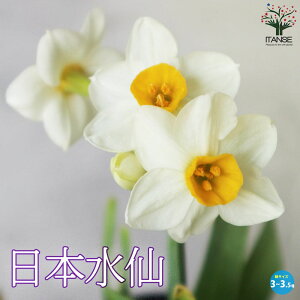 yz{ ( jzXCZ ) ԕc oc 3`3.5|bgc   񂹐A K[fjO ӏ ͔| 뉀؉  [