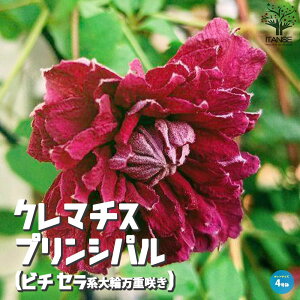 【送料無料】クレマチス プリンシパル ( ビチセラ系大輪万重咲き ) 花苗 4号ポット苗 キンポウゲ科クレマチス属 耐寒性 つる性 落葉多年草 送料無料 即納