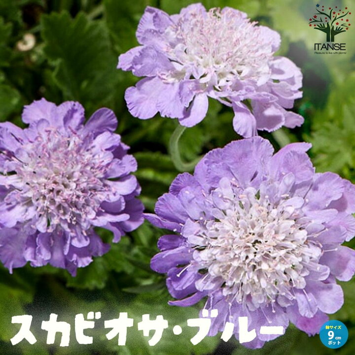 楽天市場】【送料無料】スカビオサ ブルー 花苗 9cmポット苗 