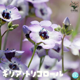 【送料無料】ギリア トリコロール 花苗 3.5号ポット苗 トリコロール Bird's eyes ギリア 寄植え 寄せ植え 花苗 花の苗 花木 植木 庭木 ガーデニング 送料無料 即納