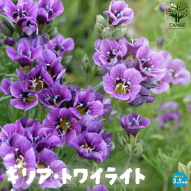 【送料無料】ギリア トワイライト 花苗 3.5号ポット苗 トリコロール Bird's eyes ギリア 寄植え 寄せ植え 花苗 花の苗 花木 植木 庭木 ガーデニング 送料無料 即納