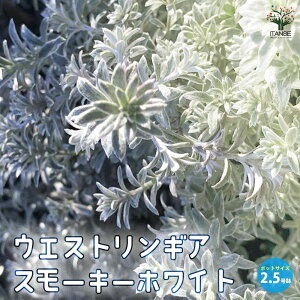 yzEGXgMA X[L[zCg ԕc 2.5O|bg EGXgMA I[XgA[Y}[ ~gubV  ڂ v  Β  