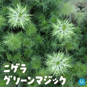 yzjQ O[}WbN ԕc 3.5|bg jQ O[}WbN ԕc  h N |i J[[t PVP  [