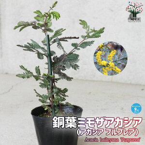 yzt~UAJVA ( AJVA vvA )  9cm|bg ~UAJVA tAJVA niAJVA ~U Ԗ Ԗؕc ԕc Ԃ̕c OhJo[  [