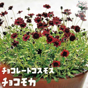 yz`R[gRXX `JJ ( `RJ ) ԕc 3`3.5|bg `RJ `JJ RXX A PVP  [