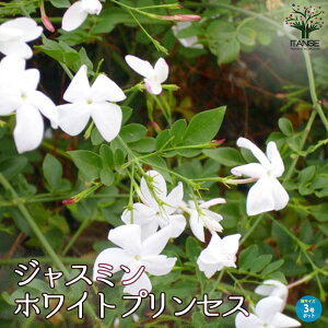 yzWX~ zCgvZX  3|bg ̉l 鐫 NZC \PC Jasminum officinale V{c[  [