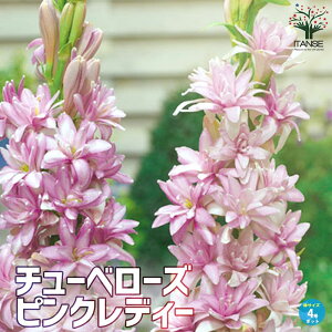 yz`[x[Y sNfB[ ԕc A4|bg `x[Y cx[Y  ( QbJRE ) 闈 ( CGCV ) a ( I_XCZ ) PVP  