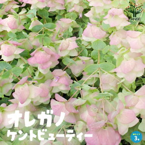 yzIKm Pgr[eB[ ԕc 3|bg c hCt[ ninbJ V\ ԃIKm Origanum Kent Beauty ӏ IKk  [