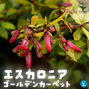 yzGXJjA S[fJ[ybg  3|bg LmV^ Escallonia OhJo[ V{c[ J[[t PVP  [