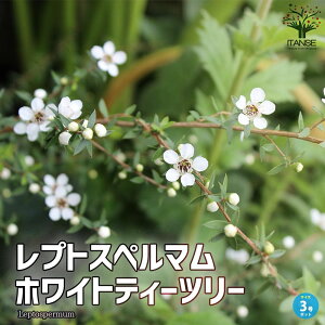 �y���������z���v�g�X�y���}�� �z���C�g�e�B�[�c���[�n�[�u�c ��� 3���|�b�g ���v�g�X�y���}���� �l�C�e�B�u�v�����c ���ϊ��� �z���C�g�V���o�[ �e�B�[�c���[ ��� �������� ���[