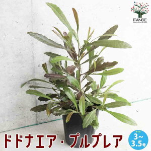 yzhhiGA vvA ( p[vA )  3`3.5|bg zbvubV |bvubV hhiGA rXR[T nE`mL |i K[fjO ӏ ͔| 뉀؉ M