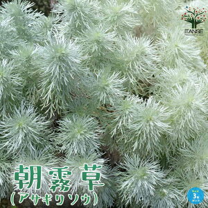 yz ( ATM\E ) N J[[t ԕc 3|bg 肻 M Ae~VA nNTM Silvermound artemisia I[i^vc OhJo[ 