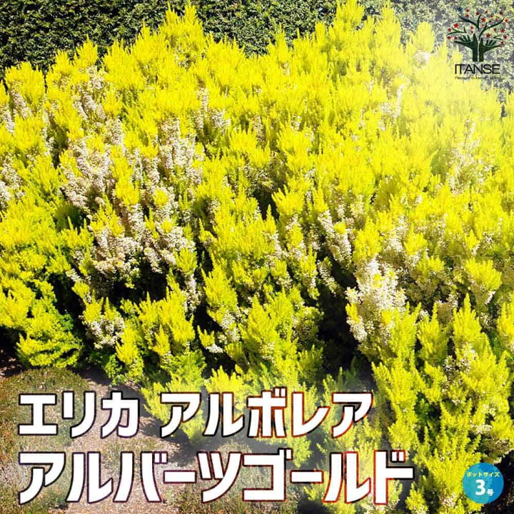 楽天市場】【送料無料】エリカ アルボレア アルバーツゴールド 庭園 