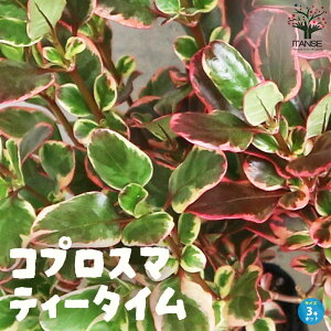ySSԑSi10OFFzRvX} eB[^C J[[t  3|bg J[[t coprosma AeB[N I[W[vc V{c[ PVP  [