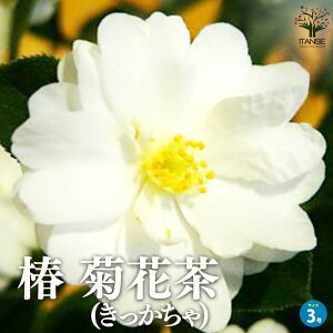 yz ( ΂ ) ̕c iFeԒ (  )  3|bg Camellia  JA d炫 񂦂 ӏ ͔| Mtg v[g 蕨   [