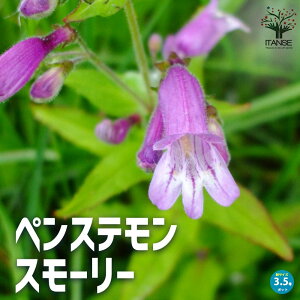 yzyXe X[[ N ԕc 3.5|bg Penstemon smallii IIoR S}mnOT N ނ cKliM  iM`EW t[Mtg v[g M