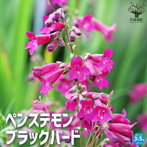 yzyXe ubNo[h N ԕc 3.5|bg Penstemon Blackbird IIoR S}mnOT N ނ cKliM  iM`EW t[Mtg v[