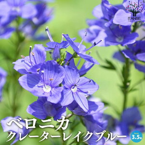 yzxjJ N[^[CNu[ ԕc3.5|bg h Veronica longifolia Charlotte IIoR S}mnOT NK^\[  [