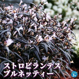 【送料無料】ストロビランテス ブルネッティー【庭木 3号ロングポット】カラーリーフ 鑑賞 栽培 庭園菜園 ベランダ 庭 趣味 花壇 オシャレ ギフト プレゼント 贈り物 贈答 PVP