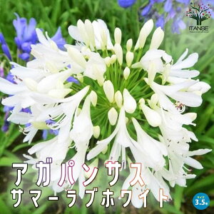 �y�}���\����P5�{�z�A�K�p���T�X �T�}�[���u �z���C�g �ԕc 3.5���|�b�g �����A�� ���N�q�� �����T�L�N���V���� ���� �����Ԃ̕c �l�G�炫 Agapanthus africanus �K�[�f�j���O �R���p�N�g �������� 
