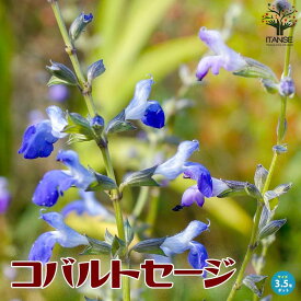 【送料無料】コバルトセージ宿根草 花苗 9〜10.5cmポット West Texas Grass Sage Salvia reptans ガーデニング 鑑賞 栽培 庭園菜園 ギフト プレゼント 庭 趣味 花壇 観賞用 インテリア 送料無料 即納