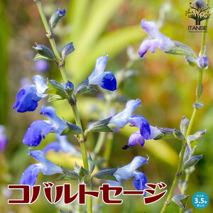yzRogZ[Wh ԕc 9`10.5cm|bg West Texas Grass Sage Salvia reptans K[fjO ӏ ͔| 뉀؉ Mtg v[g   Ԓd Ϗܗp CeA  [