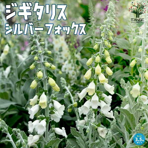 yzWM^X Vo[tHbNX h ԕc 10.5cm|bg LclmeuNAgtHbNXO[uAOhJo[ vc  񂹐A  [