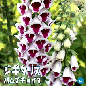 yzWM^X pY`CX h ԕc 10.5cm|bg LclmeuNAgtHbNXO[uAOhJo[ vc  񂹐A  [