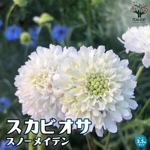 yzXJrIT Xm[Cf ԕc 10.5cm|bg ԏ ԏ }cV\E A 񂹐A K[fjO ӏ ͔| 뉀؉ Mtg v[g   Ԓd Ϗܗp 