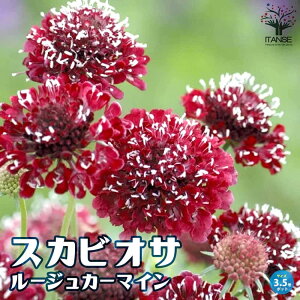yzXJrIT [WJ[}C ԕc 10.5cm|bg m ԏ }cV\E A 񂹐A K[fjO ӏ ͔| 뉀؉ Mtg v[g   Ԓd Ϗ